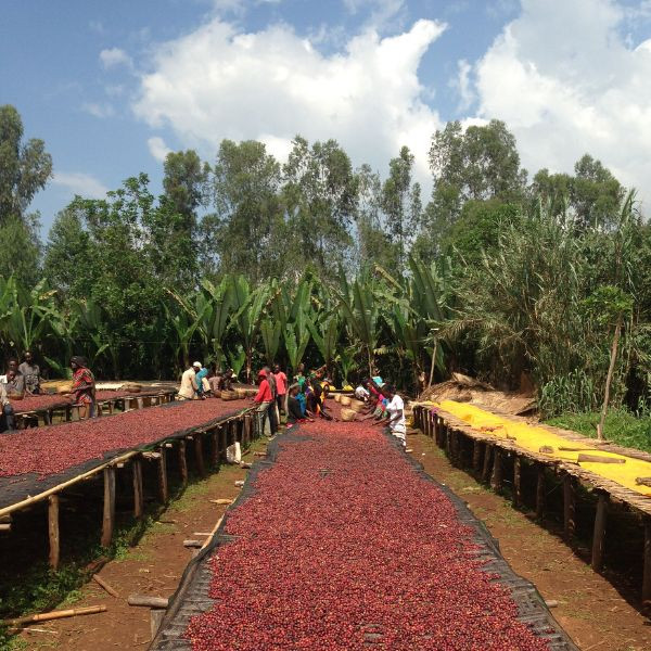 Caf En Grains Ou Moulu Ethiopie Adado G