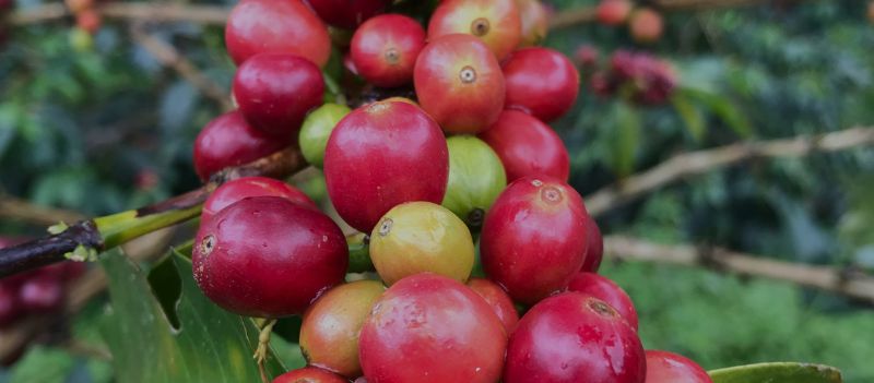 Nouveaux cafés Colombiens