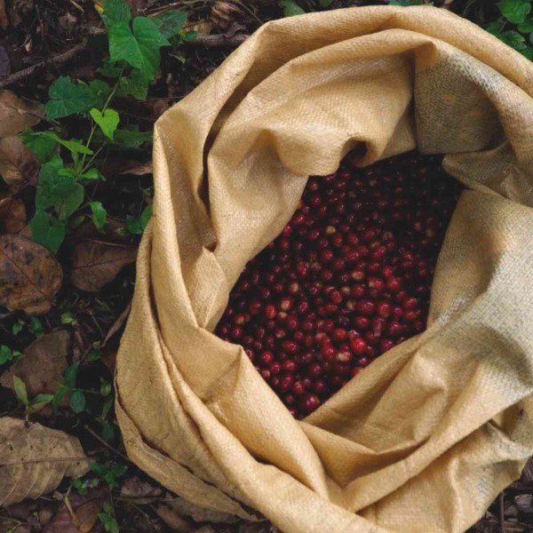 Café en grains ou moulu BIO Guatemala | Pachuj-Patzibir 250g