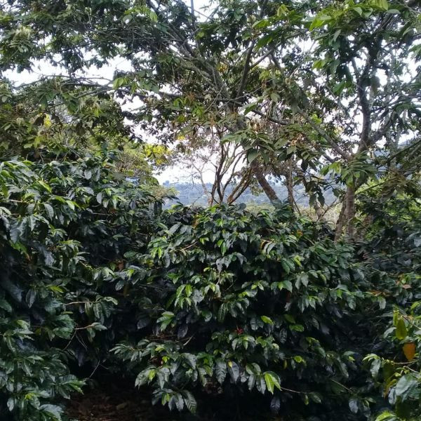 Café en grains ou moulu Colombie | Miraflores 250g