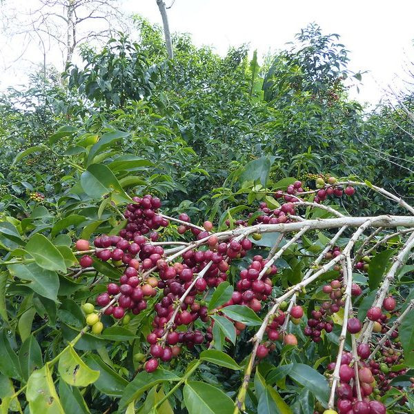 Café BIO en grains ou moulu Éthiopie | Chelbesa 1kg