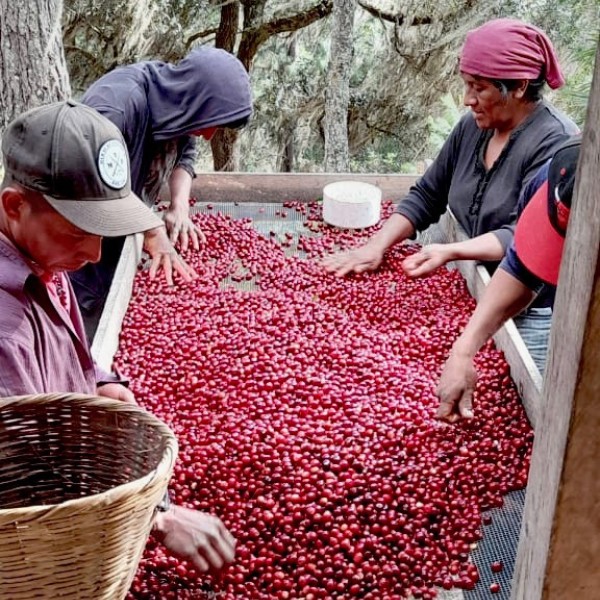Café en grains ou moulu Nicaragua | El Perote 250g