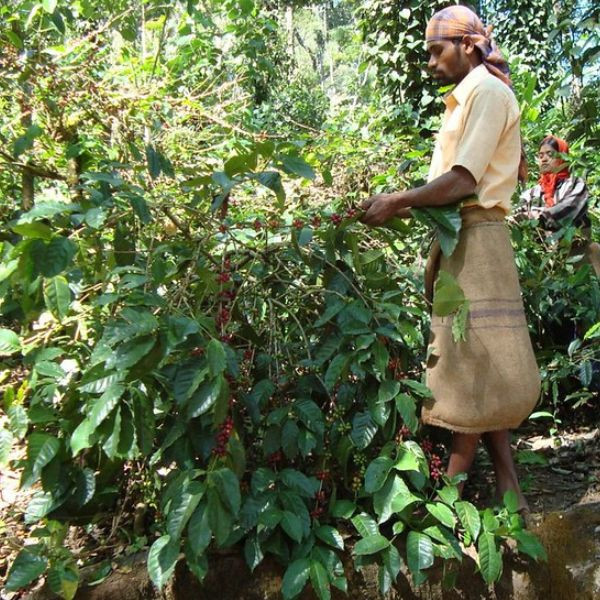 Café en grains ou moulu Inde | Hoysala Lavé 1kg