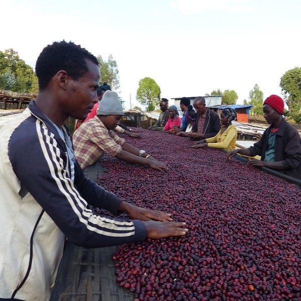 Café BIO en grains ou moulu Éthiopie | Odo Shakiso 250g
