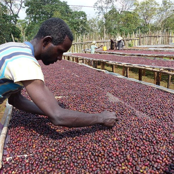 Café BIO en grains ou moulu Éthiopie | Anfilloo 1kg