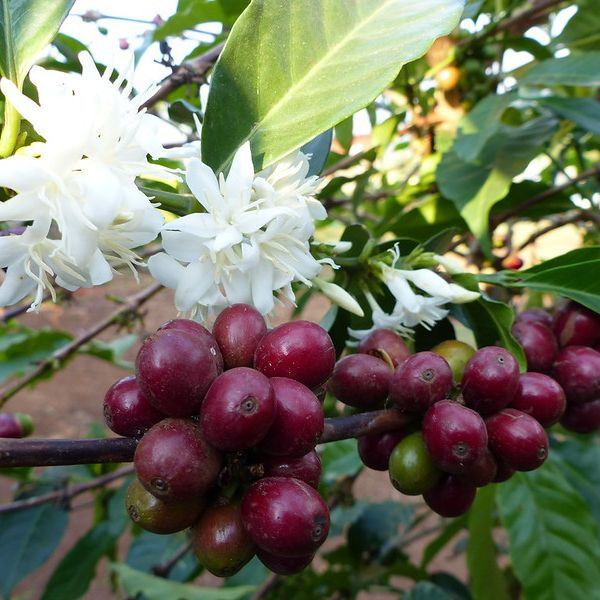 Café BIO en grains ou moulu Éthiopie | Anfilloo 1kg
