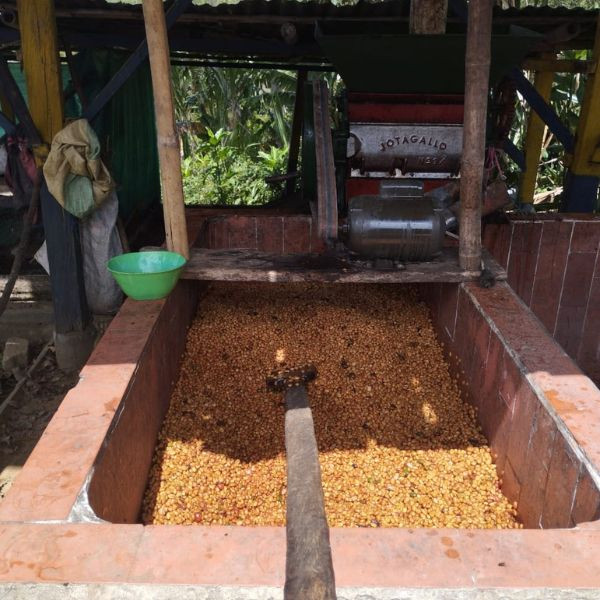 Café en grains ou moulu | Colombie | Ramon Hoyos 1kg