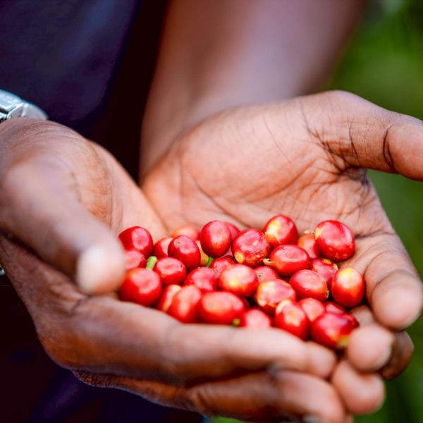 Café en grains ou moulu Rwanda | Cyendajuru Honey 250g