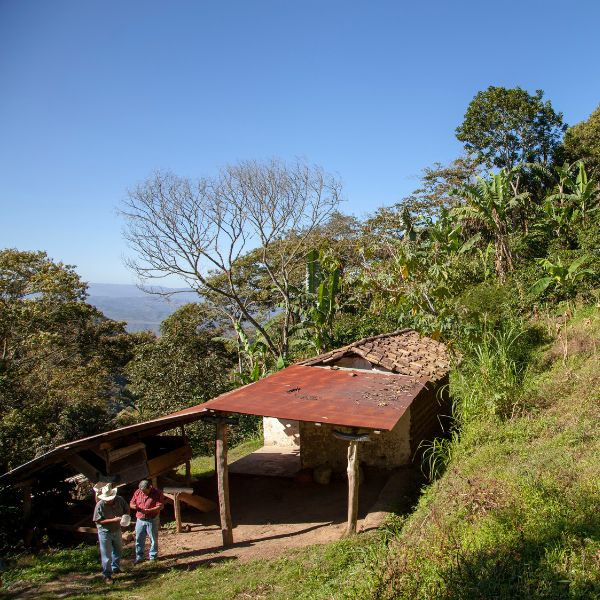 Café BIO en grains ou moulu Honduras | Ceiba 1kg