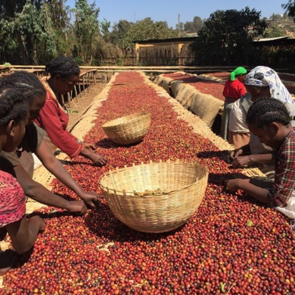 Café BIO en grains ou moulu Éthiopie | Bule Hora 1kg