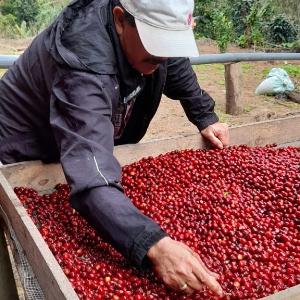 Café en grains ou moulu Nicaragua | El Perote Lavé 1kg