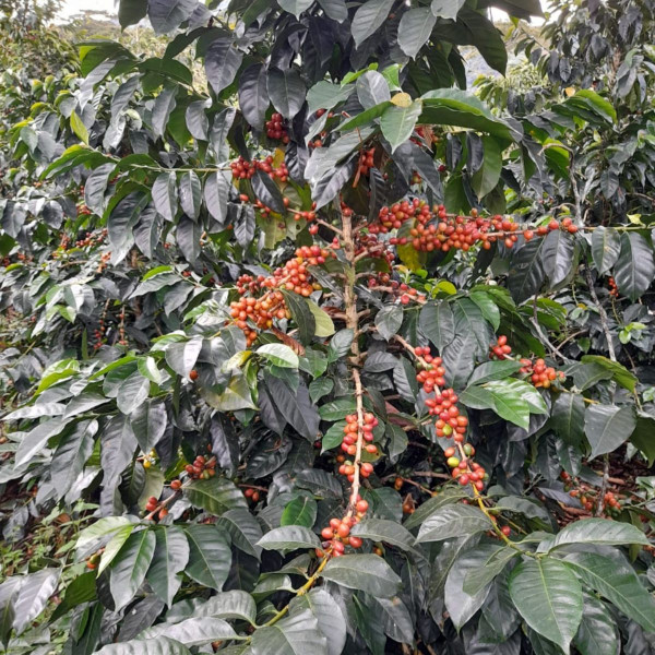 Café en grains ou moulu Colombie | La Escarlata 1kg