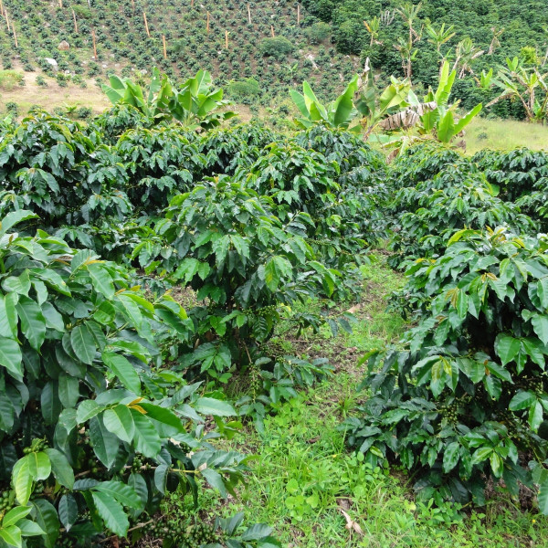 Café en grains ou moulu Colombie | La Palma 1kg