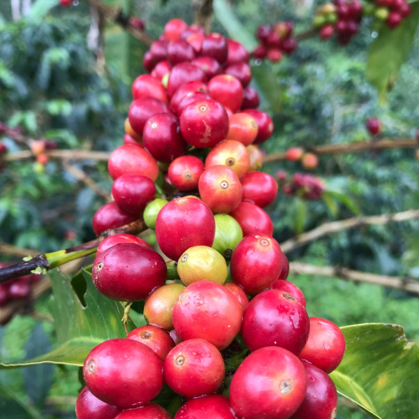 Café en grains ou moulu Colombie | La Palma 1kg