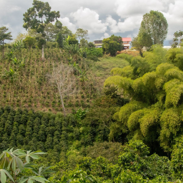 Café en grains ou moulu | Colombie | El Tabor 1 kg
