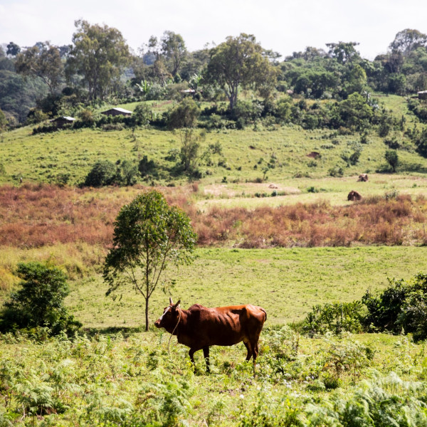 Café en grains ou moulu Éthiopie | Abbachebsa 2kg Café en grains ou moulu Éthiopie | Abbachebsa 2kg