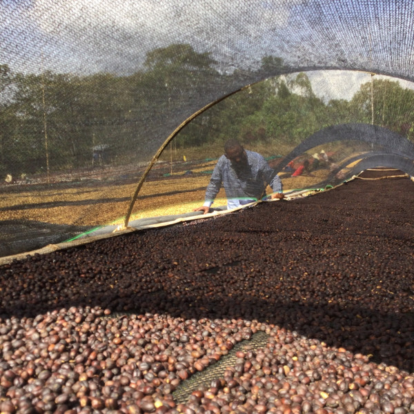 Café en grains ou moulu Éthiopie | Abbachebsa 2kg Café en grains ou moulu Éthiopie | Abbachebsa 2kg