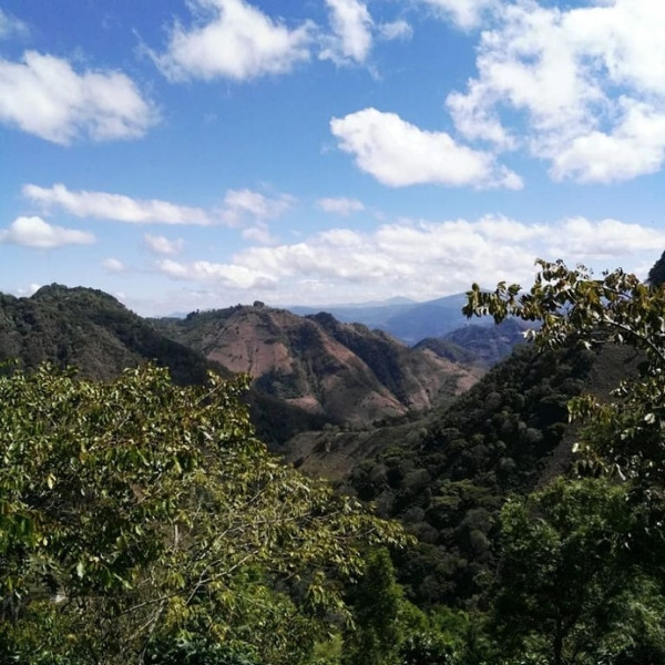 Café en grains ou moulu Guatemala | Bendición 250g