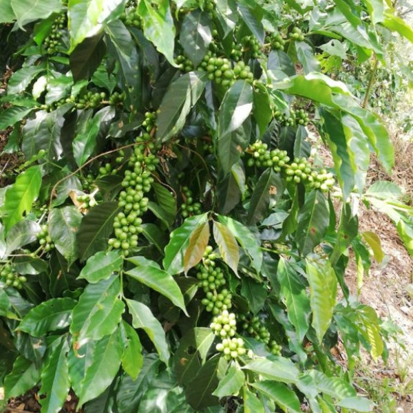 Café en grains ou moulu Guatemala | Bendición 250g