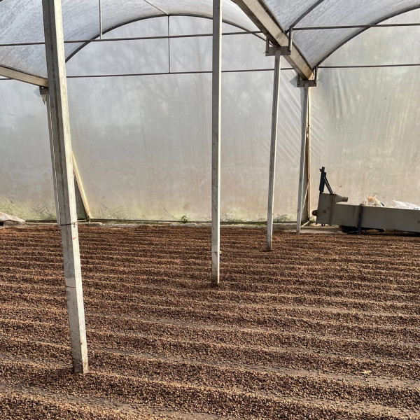 Café en grains ou moulu Costa Rica | Cordillera Del Fuego 250g