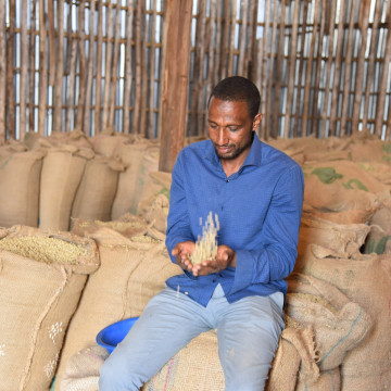 Café en grains ou moulu Éthiopie | Sedi Loya BIO 250g