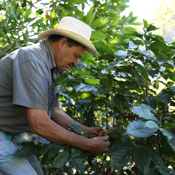 Café BIO en grains ou moulu Honduras | Ceiba 1kg