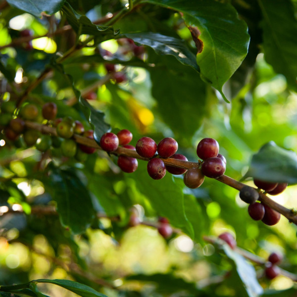 Café BIO en grains ou moulu Honduras | Ceiba 1kg