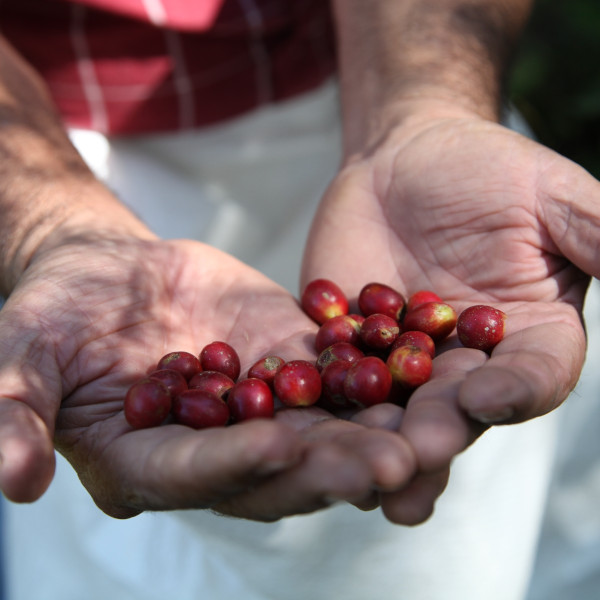 Café BIO en grains ou moulu Honduras | Ceiba 1kg
