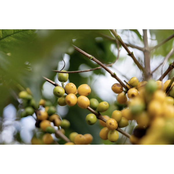 Café en grains ou moulu Brésil|Mogiana 250g Café en grains ou moulu Brésil|Mogiana 250g