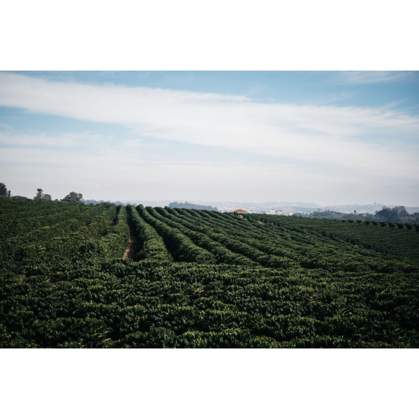 Café en grains ou moulu Brésil|Mogiana 250g Café en grains ou moulu Brésil|Mogiana 250g