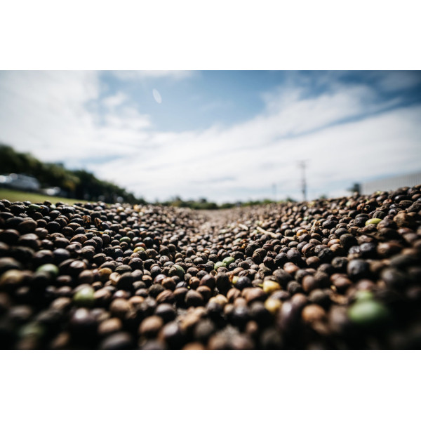 Café en grains ou moulu Brésil|Mogiana 250g Café en grains ou moulu Brésil|Mogiana 250g