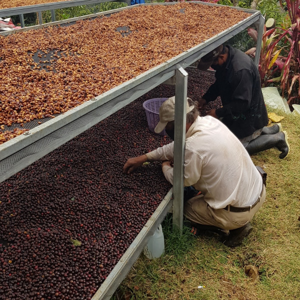 Café en grains ou moulu Costa Rica | La Bandera 1kg