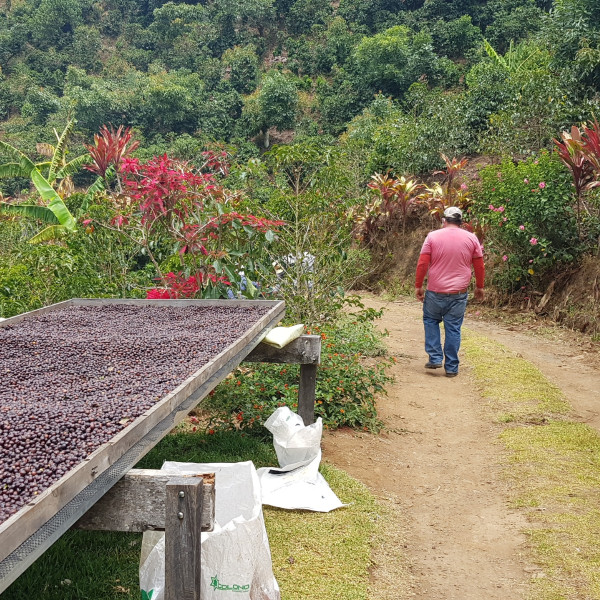 Café en grains ou moulu Costa Rica | La Bandera 1kg