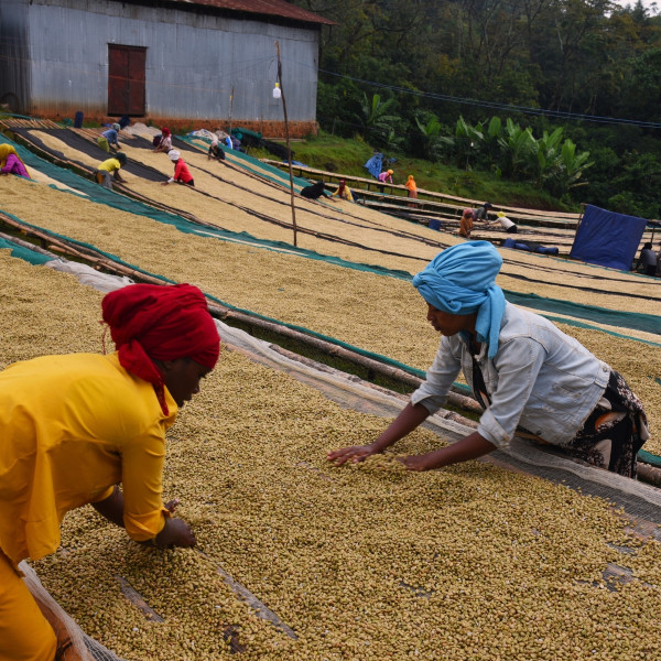 Café en grains ou moulu Éthiopie | Sedi Loya BIO 1kg