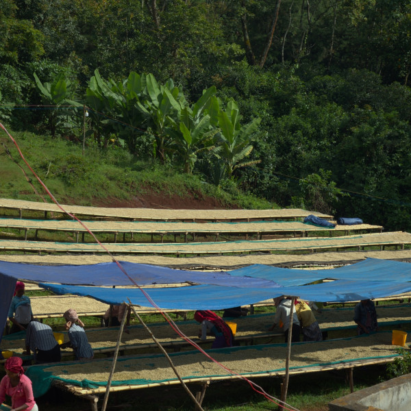 Café en grains ou moulu Éthiopie | Sedi Loya BIO 1kg