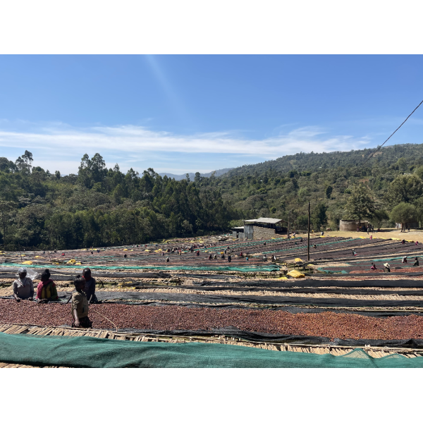 Café en grains ou moulu Éthiopie | Shantawene 250g