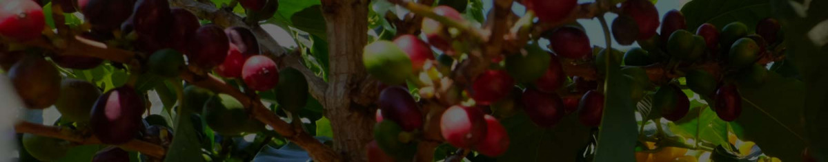 Café bio